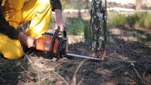 How Our Tree Care Process Works  in Oak Bluffs, MA