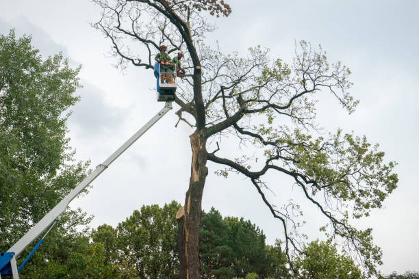 Lawn Pest Prevention in Oak Bluffs, MA