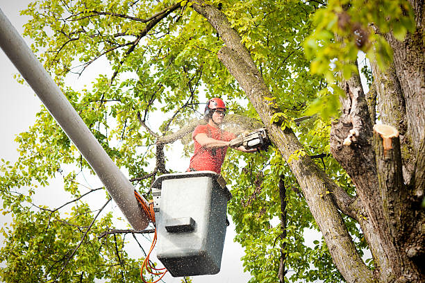 Seasonal Cleanup (Spring/Fall) in Oak Bluffs, MA